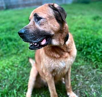 Photo of Chewie