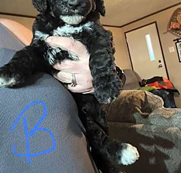 Photo of Puppies