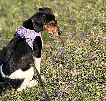 Photo of Coco Puff