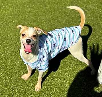 Photo of PEPITO