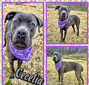 Photo of Cecelia