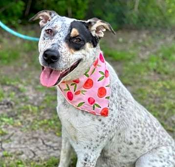 Photo of Cookie