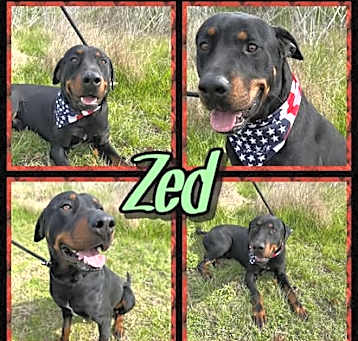 Photo of Zed