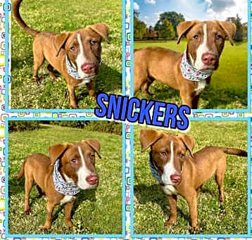 Photo of Snickers