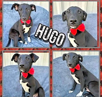 Photo of Hugo
