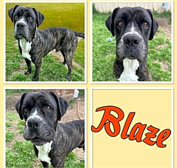 Photo of Blaze