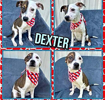 Photo of Dexter