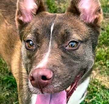 Photo of Honey