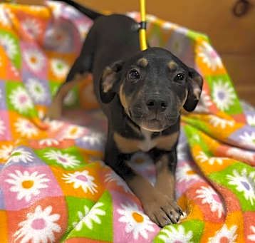 Photo of Fancy