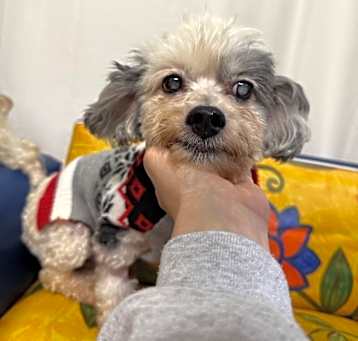 Photo of Oscar