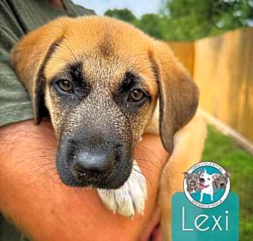 Photo of Lexi Belle