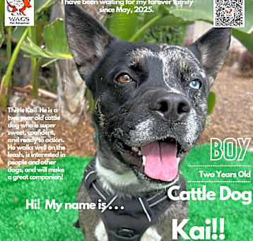 Photo of Kai
