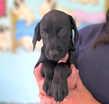 Photo of Thor