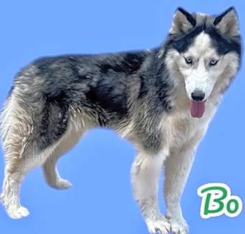 Photo of Bo - ON HOLD