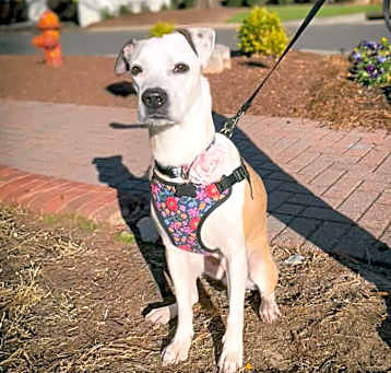 Photo of Lucy
