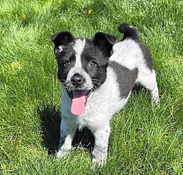 Photo of Bessie 