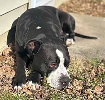 Photo of Ace