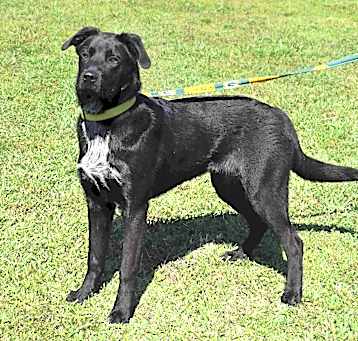 Photo of Otis