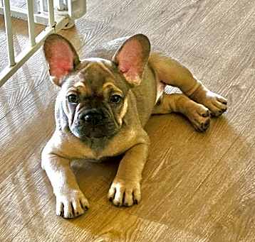 Photo of Widget