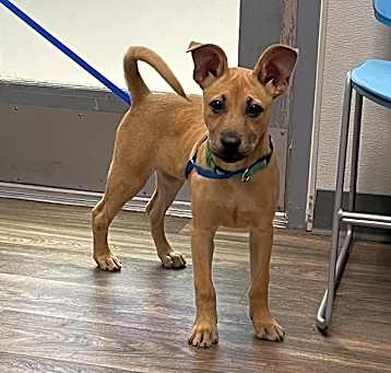 Photo of Scooby