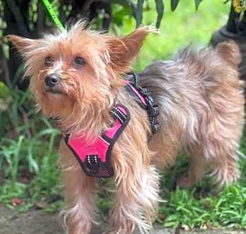 Photo of Chanel