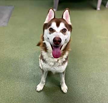 Photo of URGENT! SHELTER IS FULL