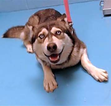 Photo of URGENT! SHELTER IS FULL