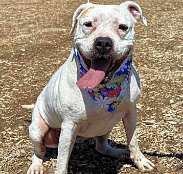 Photo of Annie