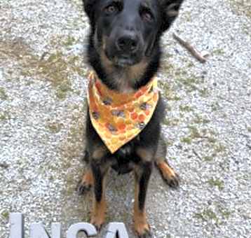 Photo of Inca 32617