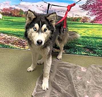 Photo of URGENT! SHELTER IS FULL