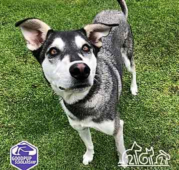 Photo of BANDIT