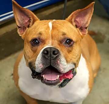 Photo of Lucci