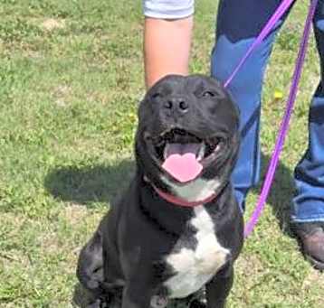 Photo of Roscoe