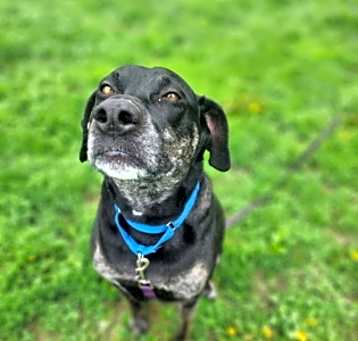 Photo of Rocky