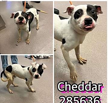 Photo of CHEDDAR