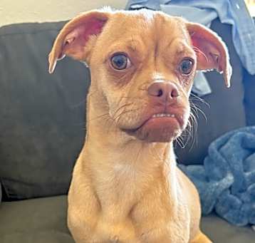 Photo of Pixie