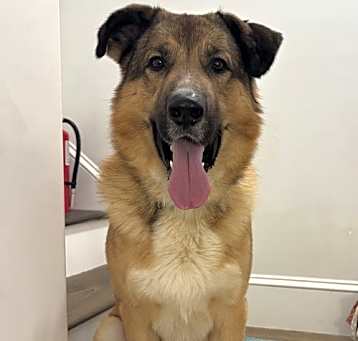 Photo of Bruno