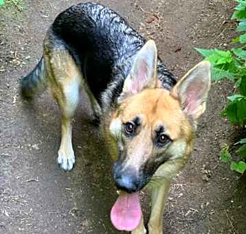 Photo of Kora