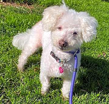 Photo of Poppy -Chino Hills Location