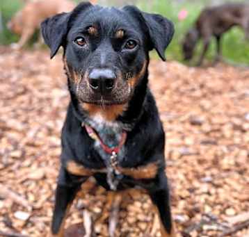 Photo of Ivy