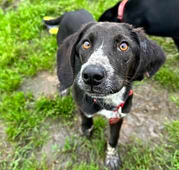 Photo of Midge
