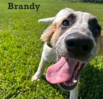 Photo of Brandy