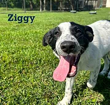 Photo of Ziggy