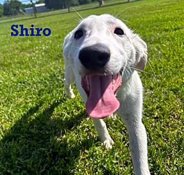 Photo of Shiro