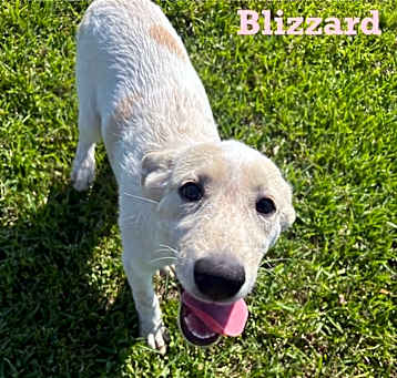 Photo of Blizzard