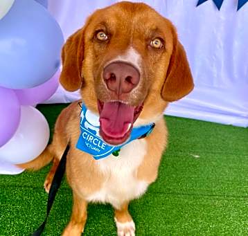 Photo of Copper