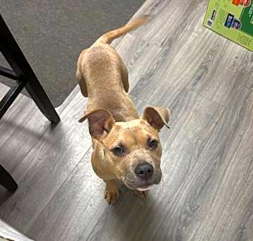 Photo of Rox