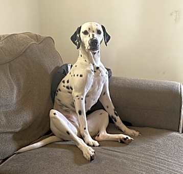 Photo of Cookie