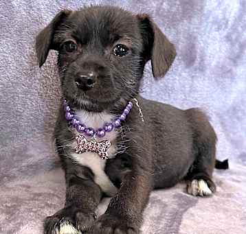 Photo of Ebony
