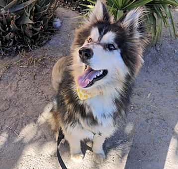 Photo of CRONOS 49 lbs